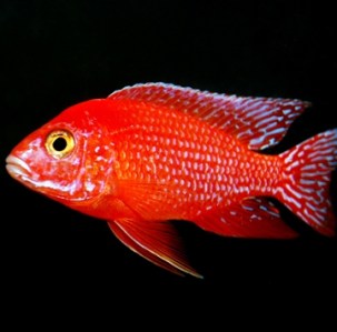 Aulonocara sp. Red dragon Fire fish